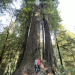 Redwood Consciousness